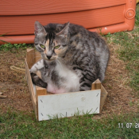 Photo #199834 de Soquette