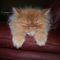 Photo #199885 de Caramel
