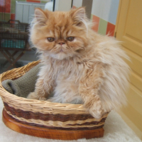 Photo #199886 de Caramel
