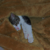 Photo #199900 de Titou