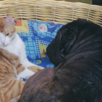 Photo #199938 de Baccara