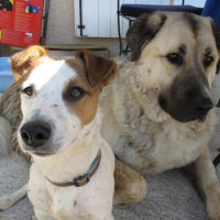 Photo #200050 de Louna