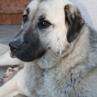 Photo #200061 de Louna