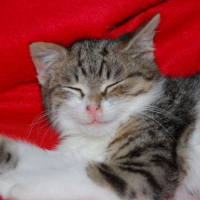 Photo #200072 de Albert