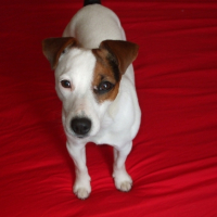 Photo #200116 de Daisy