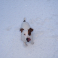 Photo #200120 de Daisy