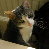 Photo #200211 de Trisso