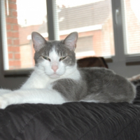 Photo #200217 de Trisso