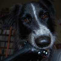 Photo #200225 de Bootsie