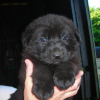 Photo #200275 de Lucky
