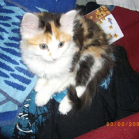 Photo #200288 de Kiwi