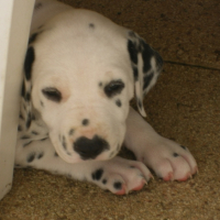 Photo #200324 de Elfie
