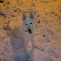 berger blanc dans la neige