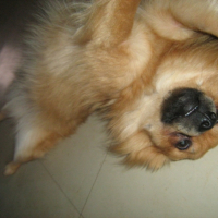 Photo #200367 de Crispy