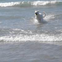 Photo #200386 de Dixy