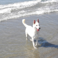 Photo #200393 de Dixy