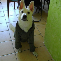 Photo #200399 de Dixy