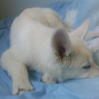 Photo #200414 de Dixy