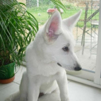 Photo #200422 de Dixy