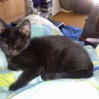 Photo #200486 de Miiko