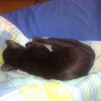 Photo #200489 de Miiko