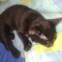 Photo #200490 de Miiko