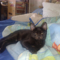 Photo #200495 de Miiko