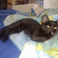 Photo #200501 de Miiko