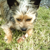 Photo #200508 de Capry