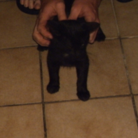 Photo #200520 de Cacao