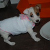 nala et son petit gilet