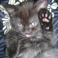Photo #200546 de Elya
