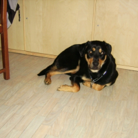 Photo #200554 de Radjah