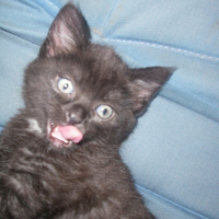 Photo #200555 de Elya