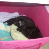 Photo #200556 de Elya