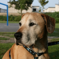 Photo #200591 de Mickey