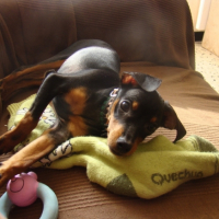 Photo #200600 de Daully