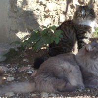 Photo #200715 de Zina