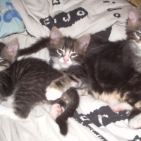 Photo #200718 de Zina