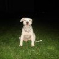 Photo #200719 de Electra