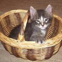 Photo #200722 de Zina