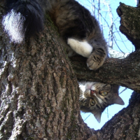 Zina joue dans l'arbre