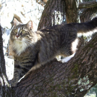 Zina dans l'arbre, profil