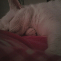 Photo #200742 de Ti-puce