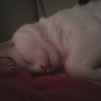 Photo #200744 de Ti-puce