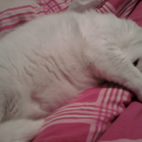 Photo #200745 de Ti-puce