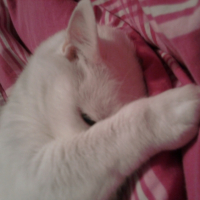 Photo #200748 de Ti-puce