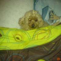 Photo #200775 de Presta