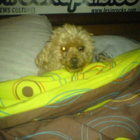 Photo #200781 de Presta
