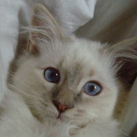 Photo #200789 de Dalton
